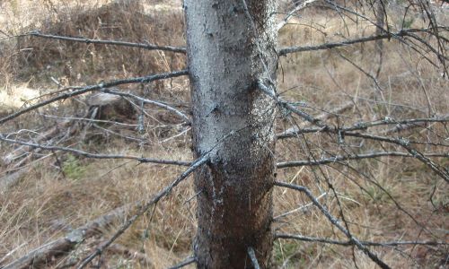 geschützer Baum